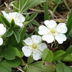 Weißes Fingerkraut / Potentilla alba