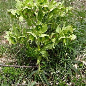 Stinkende Nieswurz / Helleborus foetidus