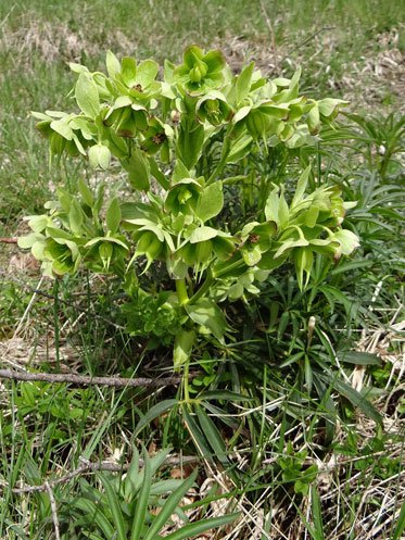 Stinkende Nieswurz / Helleborus foetidus