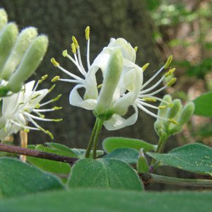 Rote Heckenkirsche / Lonicera xylosteum