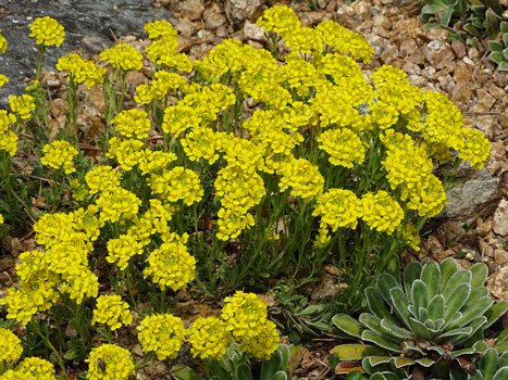 Berg-Steinkraut / Alyssum montanum