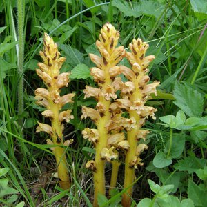 Berberitzen-Sommerwurz / Orobanche lucorum