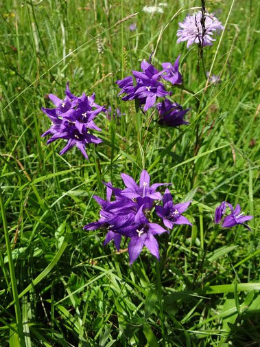 Knäuel-Glockenblume / Campanula glomerata