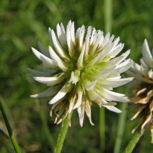 Berg-Klee / Trifolium montanum