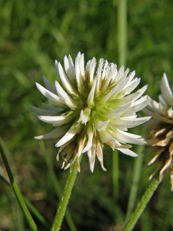 Berg-Klee / Trifolium montanum