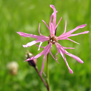 Kuckucks-Lichtnelke / Lychnis flos-cuculi