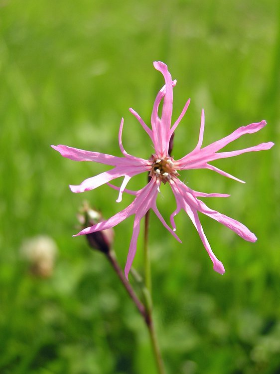 Kuckucks-Lichtnelke / Lychnis flos-cuculi