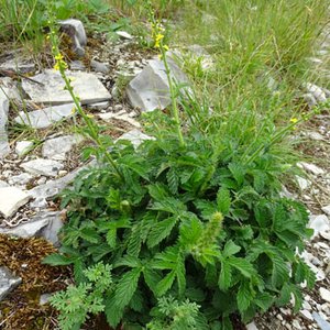 Gewöhnlicher Odermennig / Agrimonia eupatoria