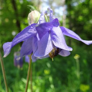 Gewöhnliche Akelei / Aquilegia vulgaris