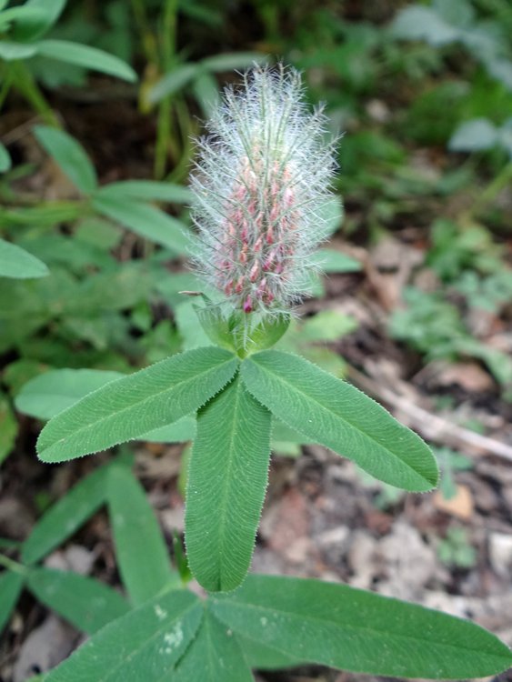 Purpur-Klee / Trifolium rubens
