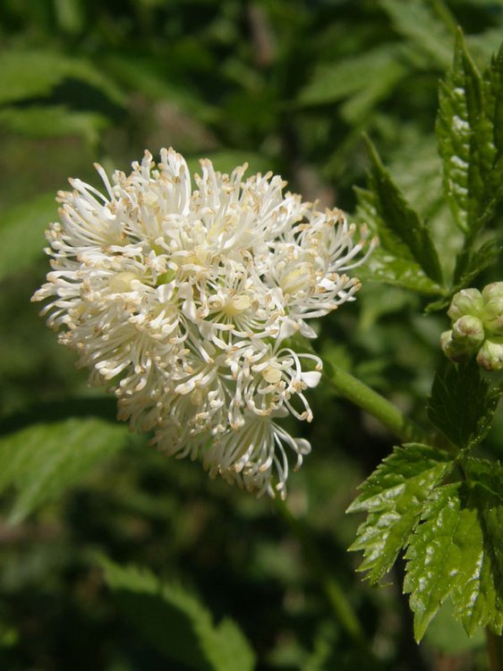 Christophskraut / Actaea spicata