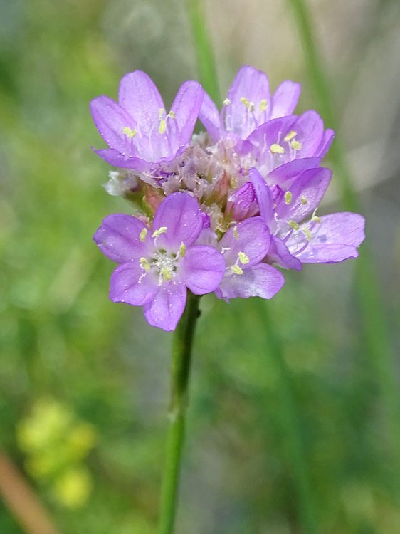 Sand-Grasnelke / Armeria maritima