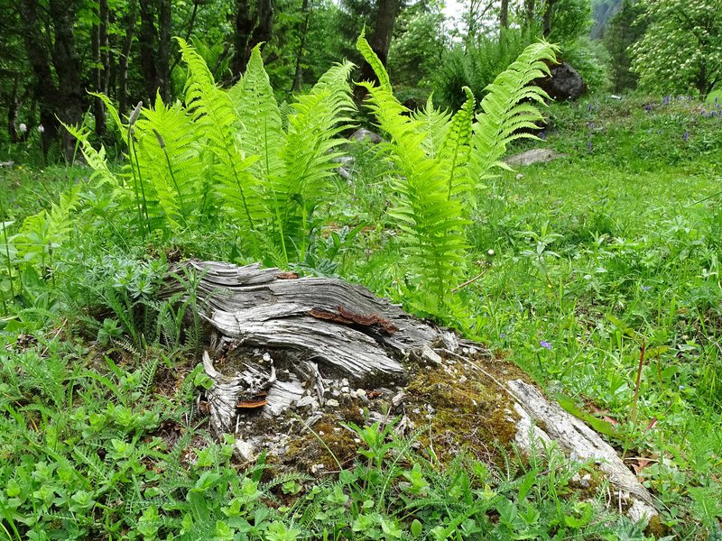 Straußfarn / Matteuccia strutiopteris