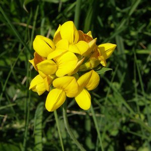 Sumpf-Hornklee / Lotus uliginosus