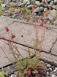 Kleiner Wiesenknopf / Sanguisorba minor