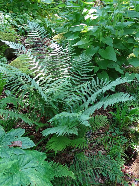 Breitblättriger Dornfarn / Dryopteris dilatata