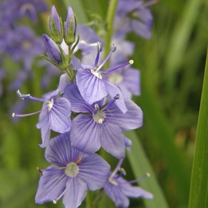 Großer Ehrenpreis / Veronica teucrium