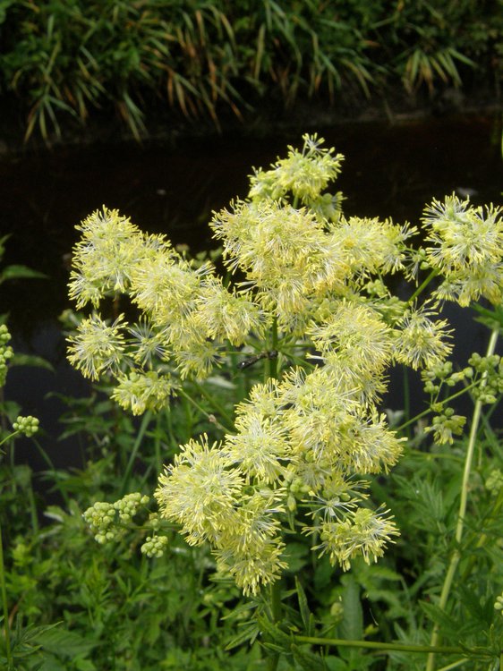 Glänzende Wiesenraute / Thalictrum lucidum