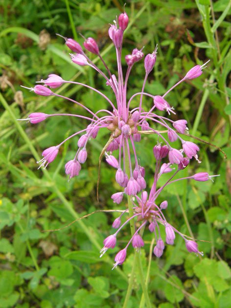 Gekielter Lauch / Allium carinatum