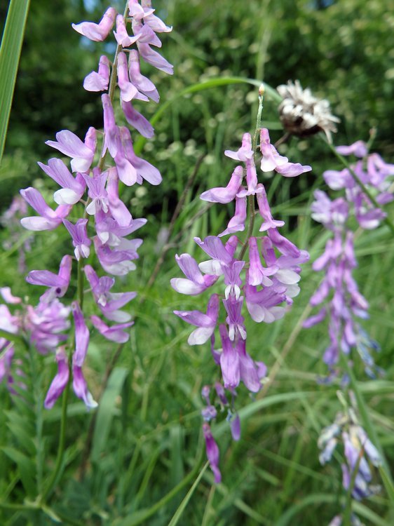 Feinblättrige Wicke / Vicia tenuifolia