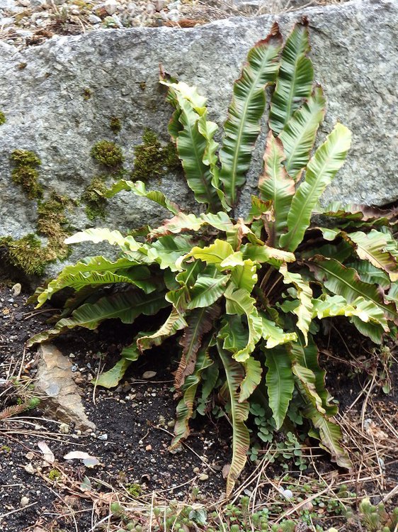 Hirschzungenfarn / Asplenium scolopendrium