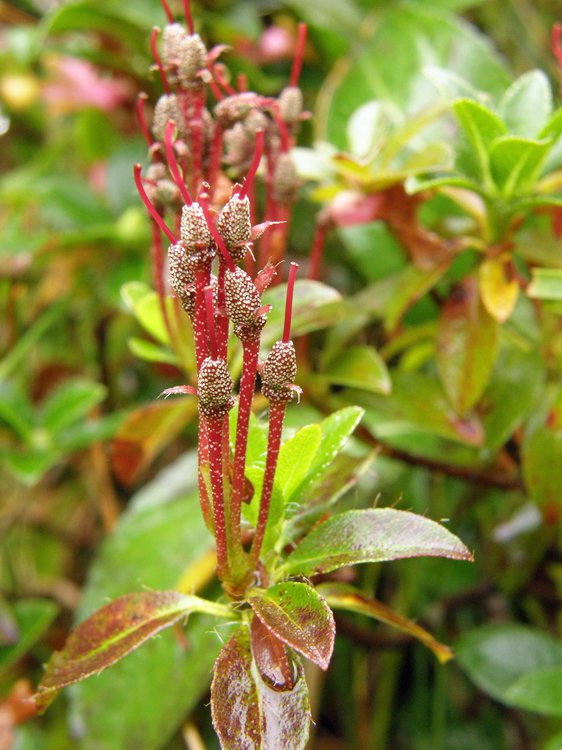 Behaarte Almrose / Rhododendron hirsutum