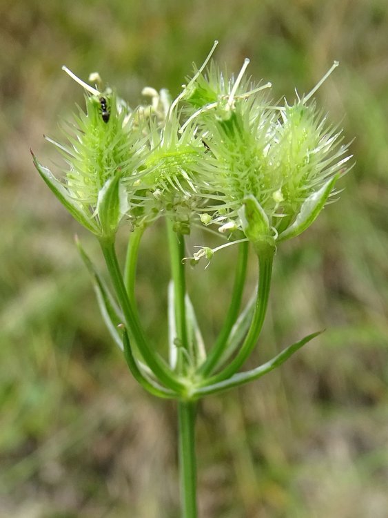 Strahlen-Breitsame / Orlaya grandiflora