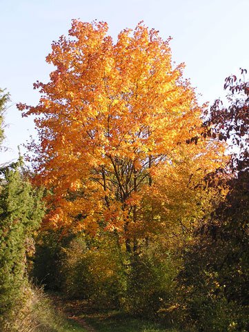 Spitz-Ahorn / Acer platanoides