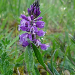 Gewöhnliche Kreuzblume / Polygala vulgaris