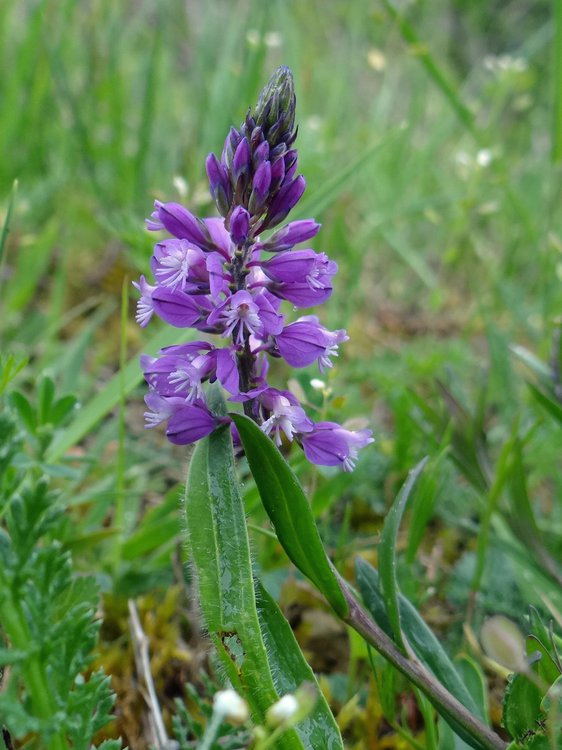 Gewöhnliche Kreuzblume / Polygala vulgaris