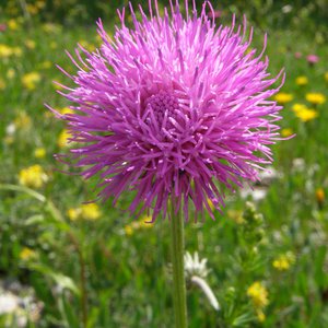 Alpen-Distel / Carduus defloratus