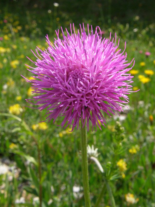 Alpen-Distel / Carduus defloratus