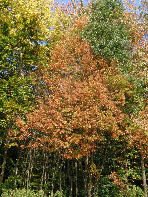 Elsbeere / Sorbus torminalis