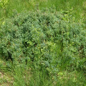 Rauschbeere / Vaccinium uliginosum
