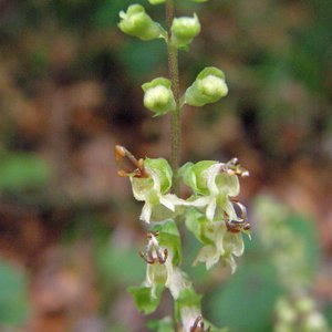 Salbei-Gamander / Teucrium scorodonia