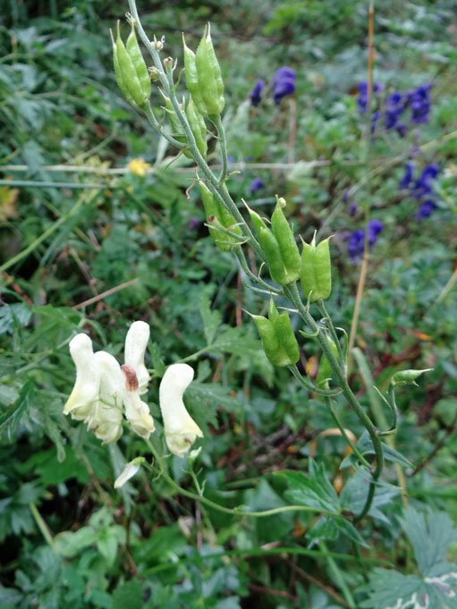 Wolfs-Eisenhut / Aconitum lycoctonum