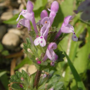Stängelumfassende Taubnessel / Lamium amplexicaule