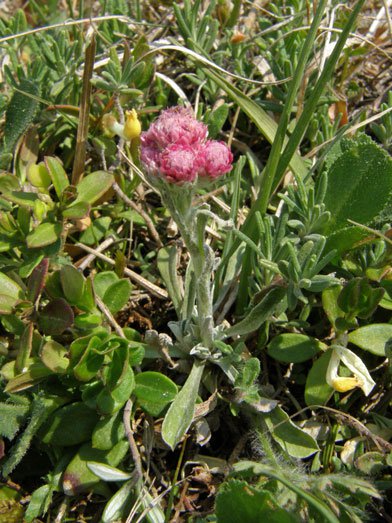 Gewöhnliches Katzenpfötchen / Antennaria dioica