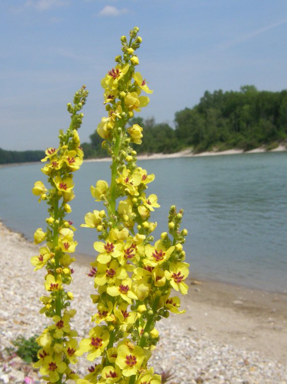 Schwarze Königskerze / Verbascum nigrum