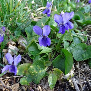 März-Veilchen / Viola odorata