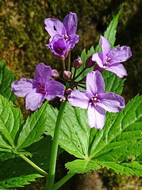 Finger-Zahnwurz / Cardamine pentaphyllos