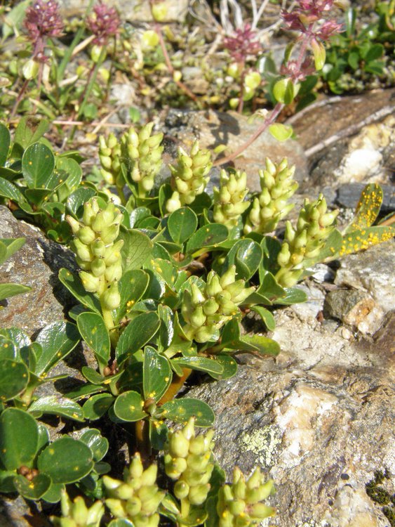 Stumpfblättrige Weide / Salix retusa