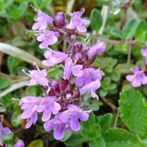 Frühblühender Thymian / Thymus praecox