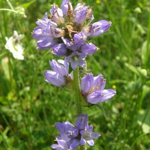 Borstige Glockenblume / Campanula cervicaria