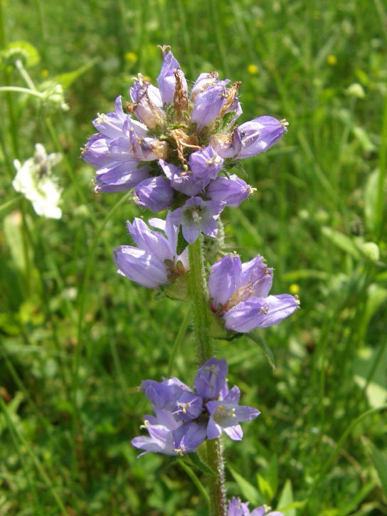 Borstige Glockenblume / Campanula cervicaria
