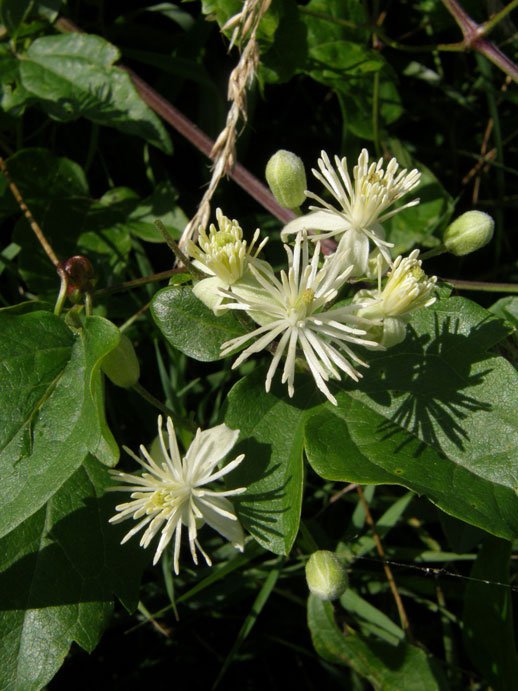Gewöhnliche Waldrebe / Clematis vitalba