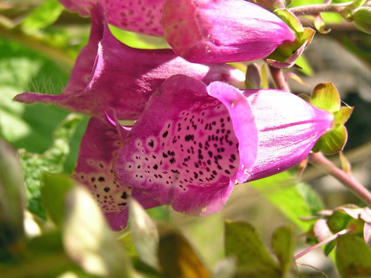 Roter Fingerhut / Digitalis purpurea