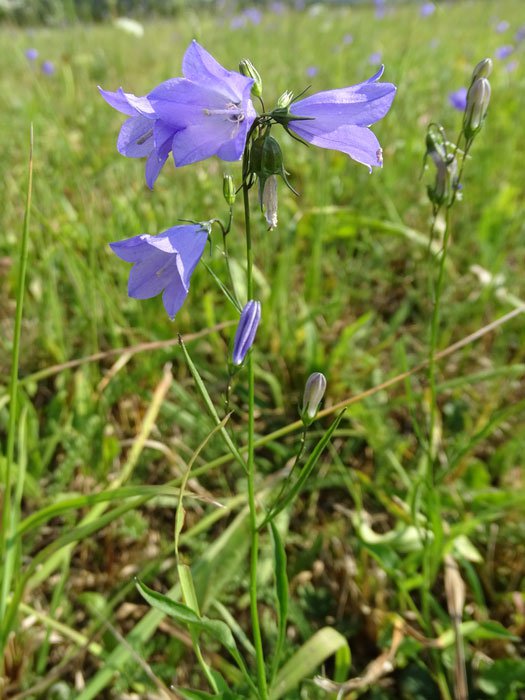 Rundblättrige Glockenblume / Campanula rotundifolia