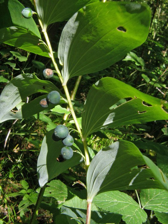 Vielblütiger Salomonsiegel / Polygonatum multiflorum