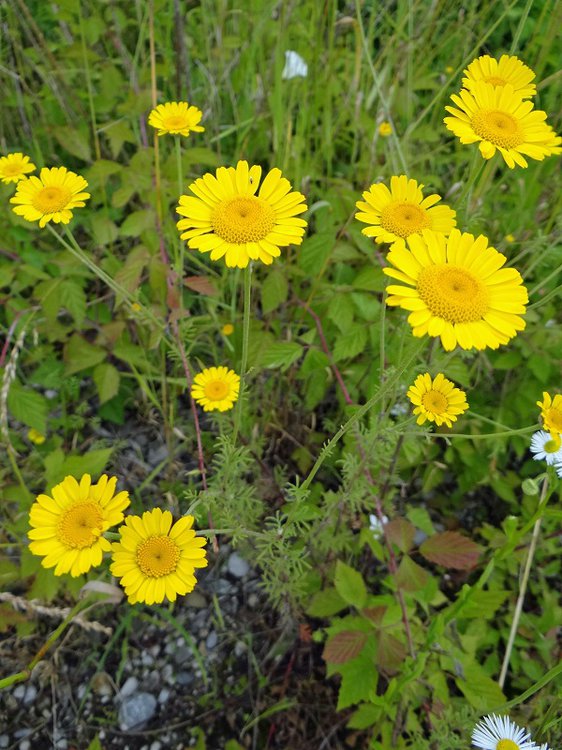 Färber-Hundskamille / Anthemis tinctoria